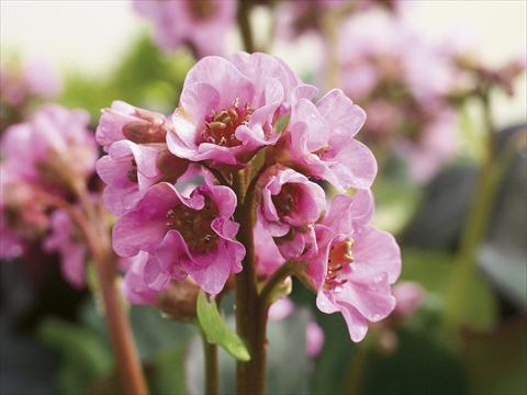 photo of flower to be used as: Pot, bedding, patio Bergenia cordifolia Rosenkristall