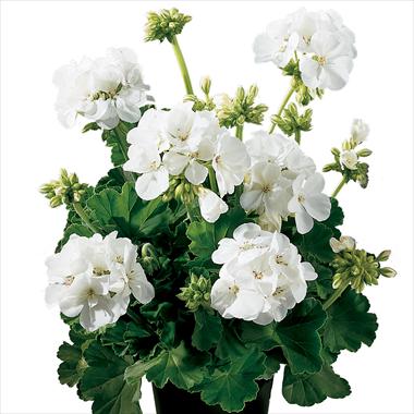 Foto fiore da  Vaso, aiuola, balcone Pelargonium zonale Gen® Astra