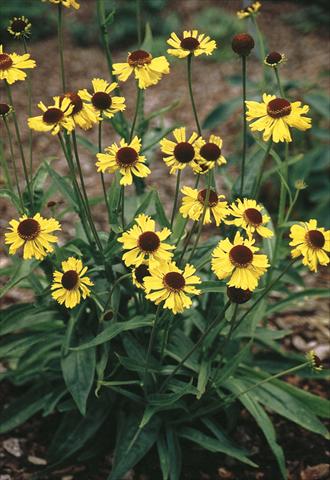 Foto fiore da  Aiuola e/o bordura Helenium bigelovii Tip Top