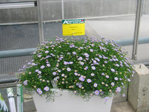 Foto fiore da  Vaso, balcone, basket Brachyscome Surdaisy® Blue