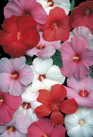 Foto fiore da  Aiuola e/o bordura Hibiscus moscheutos Galaxy