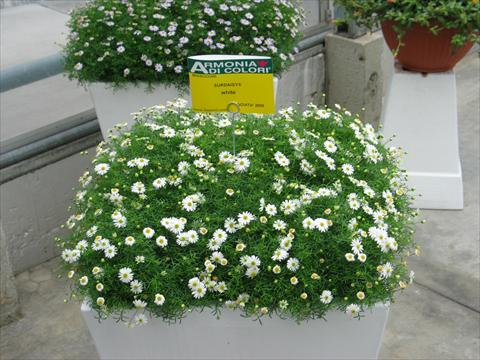 Foto fiore da  Vaso, balcone, basket Brachyscome Surdaisy® White