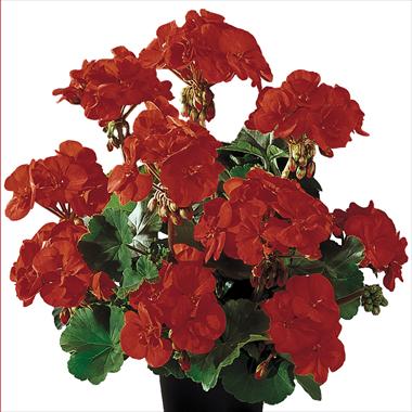 Foto fiore da  Vaso, aiuola, balcone Pelargonium zonale Gen® Belmonte Red