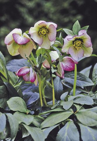 Foto fiore da  Aiuola e/o bordura Helleborus Orientalis-Hybr. Picotee Lady