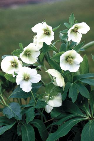 Foto fiore da  Aiuola e/o bordura Helleborus Orientalis-Hybr. White Lady