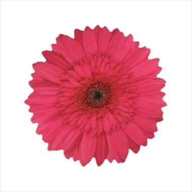 photo of flower to be used as: Cutflower Gerbera jamesonii Lizzy