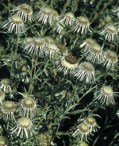 Foto fiore da  Aiuola e/o bordura Carlina vulgaris Silver Star