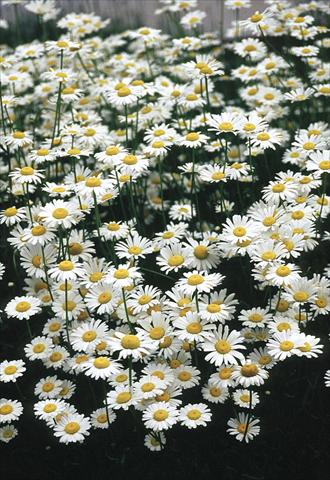 Foto fiore da  Aiuola e/o bordura Chrysanthemum leucanthemum Filigran