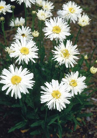 Foto fiore da  Vaso, aiuola, balcone, basket Chrysanthemum maximum Snowdrift