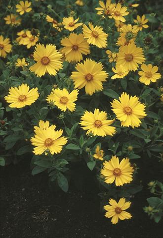 photo of flower to be used as: Pot and bedding Coreopsis pubescens Sunshine Superman