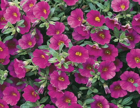 Foto fiore da  Vaso, aiuola, balcone, basket Calibrachoa Callie® Rose