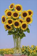 Full Sun Improved F1