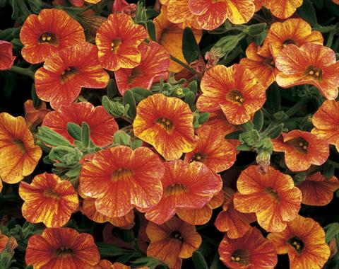 photo of flower to be used as: Pot, bedding, patio, basket Calibrachoa Callie® Sunrise