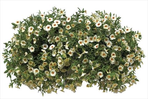 Foto fiore da  Vaso, aiuola, balcone, basket Calibrachoa Callie® Cream with Eye