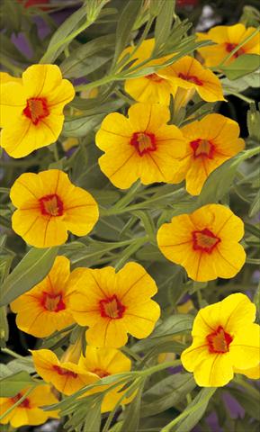 Foto fiore da  Vaso, aiuola, balcone, basket Calibrachoa Callie® Gold with Red Eye