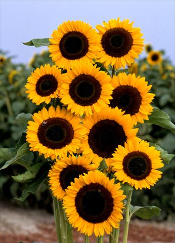 Foto fiore da  Reciso Helianthus annuus Tiffany F1