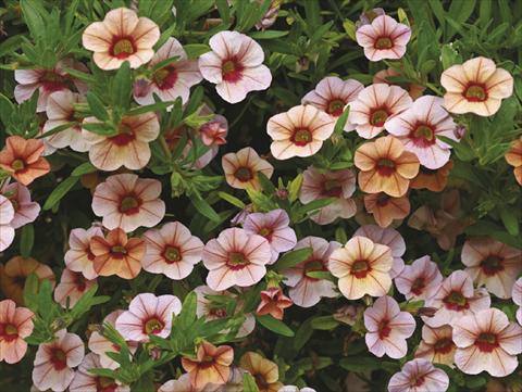 Foto fiore da  Vaso, aiuola, balcone, basket Calibrachoa Callie® Peach 08