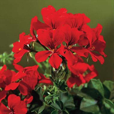 Foto fiore da  Balcone, vaso Pelargonium peltatum Gen® Rainbow Red