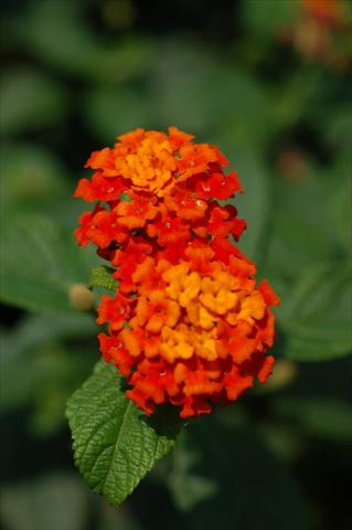 Foto fiore da  Vaso, aiuola, balcone, basket Lantana camara TOP Calippo Red