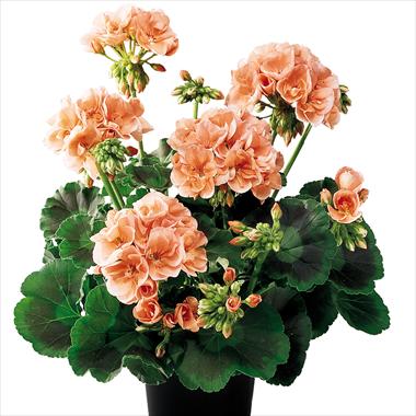 photo of flower to be used as: Pot, bedding, patio Pelargonium zonale Rosario