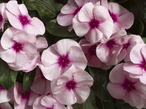 Foto fiore da  Vaso e aiola Catharanthus roseus - Vinca Nirvana© Pink Blush