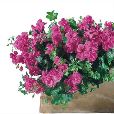 Foto fiore da  Balcone, vaso Pelargonium peltatum Starbright Amethyst