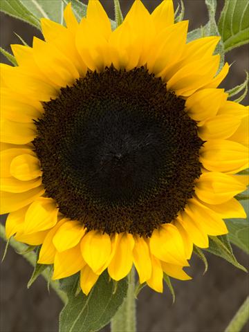 photo of flower to be used as: Cutflower Helianthus annuus Orange Star