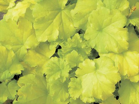 Foto fiore da  Vaso, aiuola, balcone Heuchera americana Heuchera Key Lime Pie