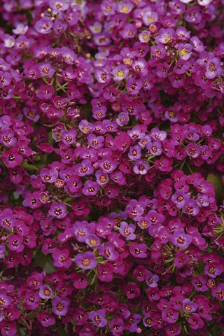 Foto fiore da  Vaso e aiola Alyssum maritimum Clear Crystal Purple Shades