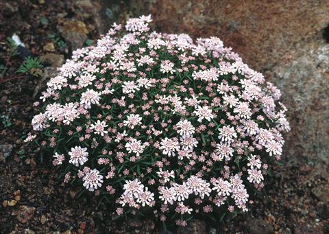 photo of flower to be used as: Bedding / border plant Iberis aurosica Sweetheart