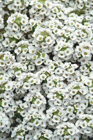 Foto fiore da  Vaso e aiola Alyssum maritimum Clear Crystal White