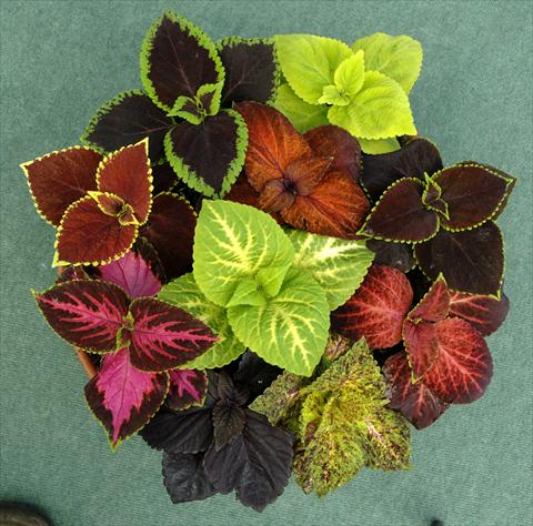 Foto fiore da  Vaso, balcone, basket Coleus blumei Giant Exhibition Formula Mixture