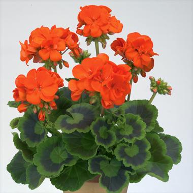 Foto fiore da  Vaso, aiuola, balcone Pelargonium zonale Gen® Trend Orange