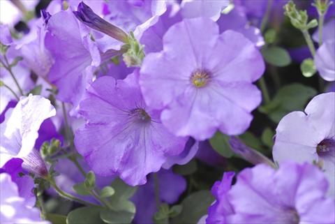 Foto fiore da  Balcone, basket Petunia pendula Conchita Azur