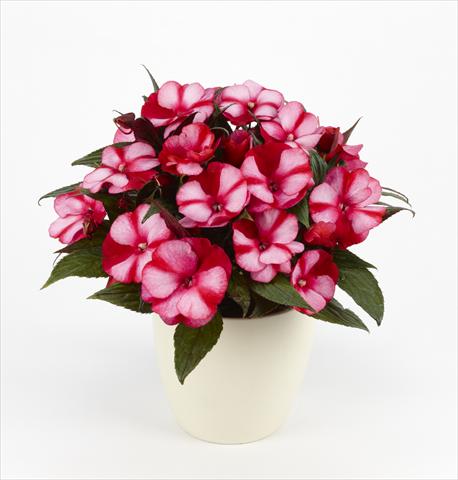 photo of flower to be used as: Pot, bedding, patio, basket Impatiens N. Guinea Paradise® Amuna