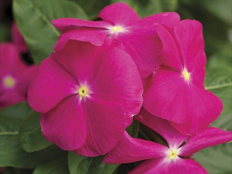 Foto fiore da  Vaso e aiola Catharanthus roseus - Vinca Cora Pink