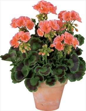 Foto fiore da  Vaso, aiuola, balcone Pelargonium zonale Gen® Trend Salmon