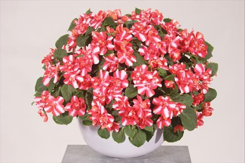 Foto fiore da  Vaso, aiuola, balcone, basket Impatiens walleriana Silhouette® Red Star