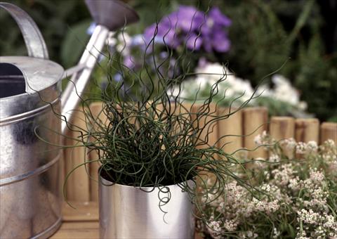 Foto fiore da  Vaso, aiuola, balcone Juncus effusus Spiralis