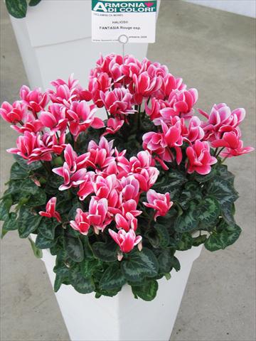 Foto fiore da  Vaso Cyclamen persicum Halios® Fantasia  Rouge