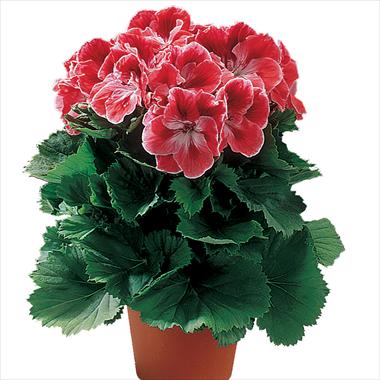 photo of flower to be used as: Pot Pelargonium grandiflorum Mandarin
