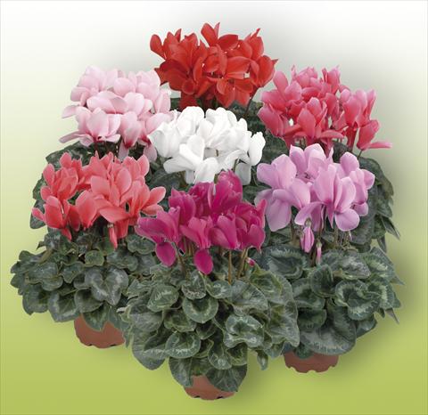 Foto fiore da  Vaso Cyclamen persicum Rainier Mix