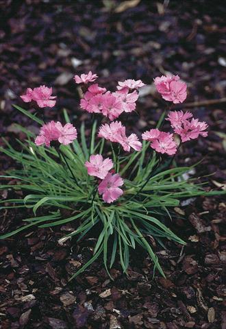 Foto fiore da  Vaso e aiola Dianthus carthusianorum Ruperts Pink