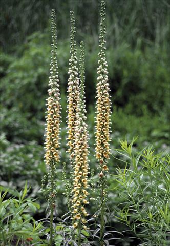 Foto fiore da  Aiuola e/o bordura Digitalis ferruginea Gigantea Gelber Herold