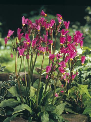 Foto fiore da  Aiuola e/o bordura Dodecatheon tetrandrum Rotlicht