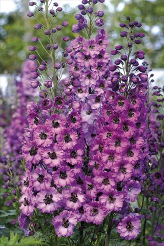 Foto fiore da  Aiuola e/o bordura Delphinium elatum New Millennium Series Dusky Maidens