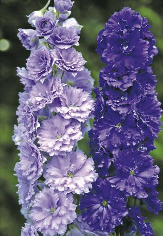 Foto fiore da  Aiuola e/o bordura Delphinium elatum New Millennium Series Misty Mauves