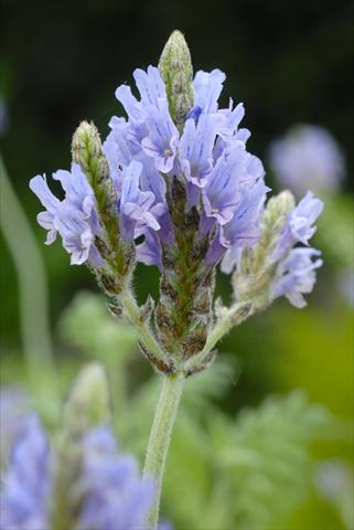 photo of flower to be used as: Pot, bedding, patio Lavandula multifida Origano