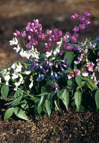 Foto fiore da  Vaso, aiuola, balcone Lathyrus vernus Rainbow