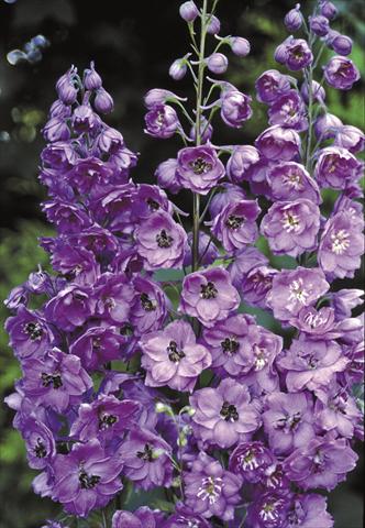 Foto fiore da  Aiuola e/o bordura Delphinium elatum New Millennium Series Pink Punch